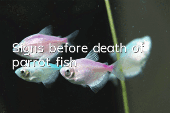 Signs before death of parrot fish