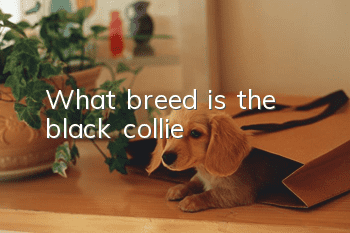 What breed is the black collie?
