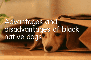 Advantages and disadvantages of black native dogs