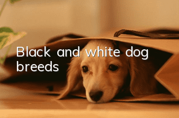 Black and white dog breeds