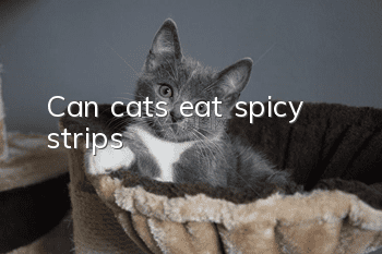 Can cats eat spicy strips?