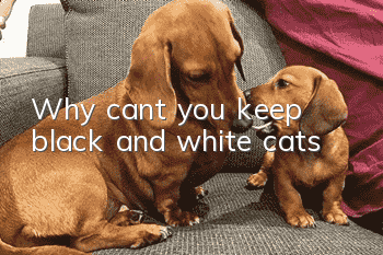Why can’t you keep black and white cats?