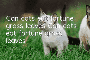 Can cats eat fortune grass leaves? Can cats eat fortune grass leaves?