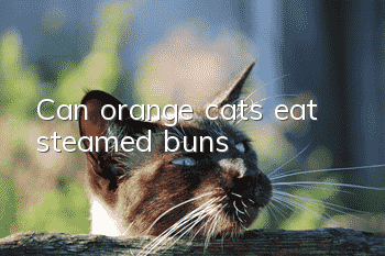 Can orange cats eat steamed buns?