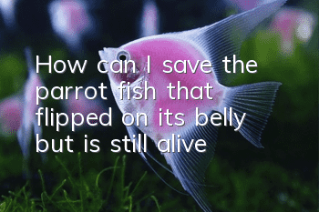 How can I save the parrot fish that flipped on its belly but is still alive?