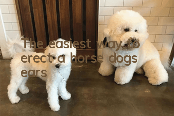 The easiest way to erect a horse dog’s ears