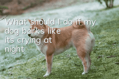 What should I do if my dog ​​barks like it's crying at night?