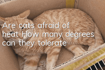 Are cats afraid of heat? How many degrees can they tolerate?