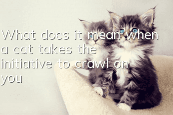 What does it mean when a cat takes the initiative to crawl on you?