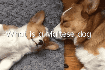 What is a Maltese dog?