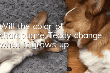 Will the color of champagne Teddy change when it grows up?