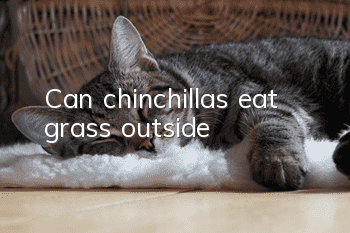 Can chinchillas eat grass outside?