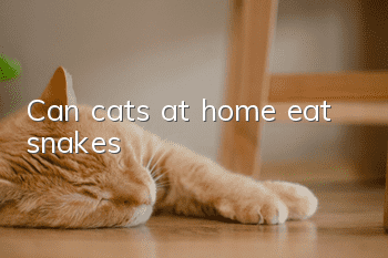 Can cats at home eat snakes?
