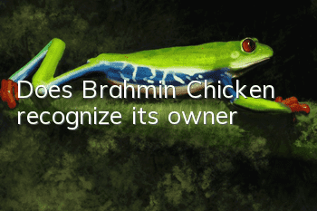 Does Brahmin Chicken recognize its owner?