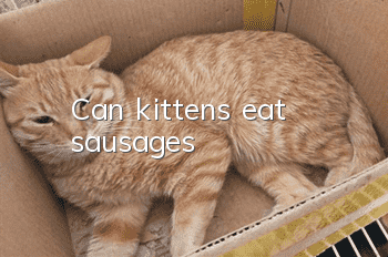 Can kittens eat sausages?