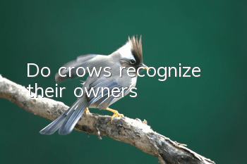 Do crows recognize their owners?