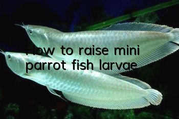 How to raise mini parrot fish larvae
