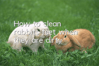 How to clean rabbit’s feet when they are dirty