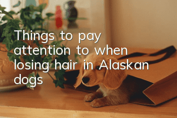 Things to pay attention to when losing hair in Alaskan dogs