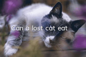 Can a lost cat eat?