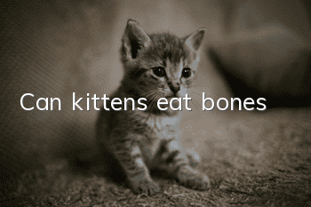 Can kittens eat bones?