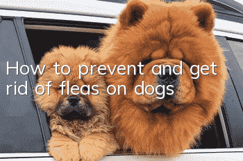 How to prevent and get rid of fleas on dogs