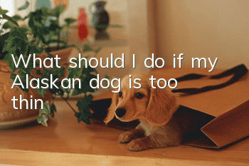 What should I do if my Alaskan dog is too thin?