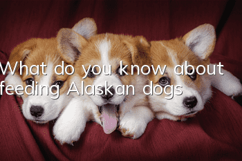 What do you know about feeding Alaskan dogs?