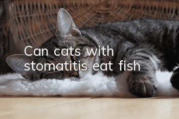 Can cats with stomatitis eat fish?