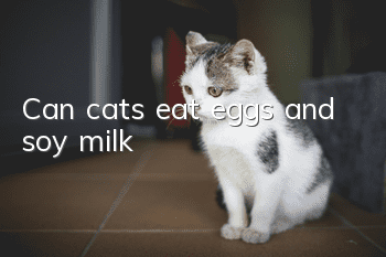 Can cats eat eggs and soy milk?