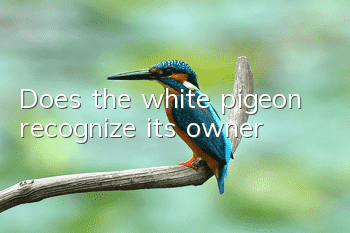 Does the white pigeon recognize its owner?