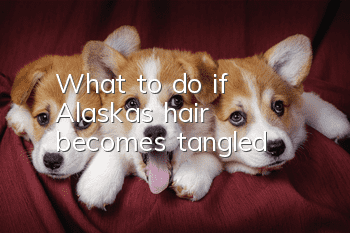 What to do if Alaska’s hair becomes tangled