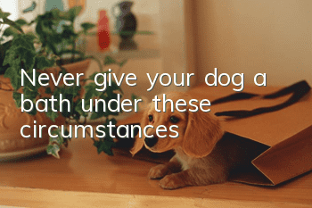 Never give your dog a bath under these circumstances