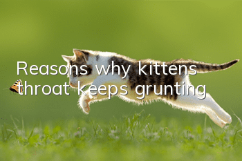 Reasons why kitten’s throat keeps grunting