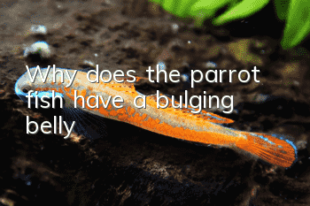 Why does the parrot fish have a bulging belly?