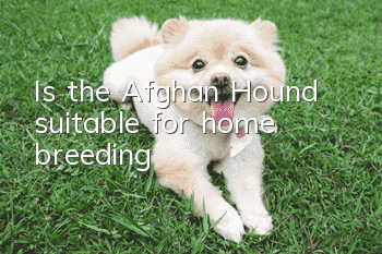 Is the Afghan Hound suitable for home breeding?