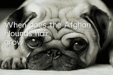When does the Afghan Hound's hair grow?