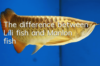 The difference between Lili fish and Manlon fish