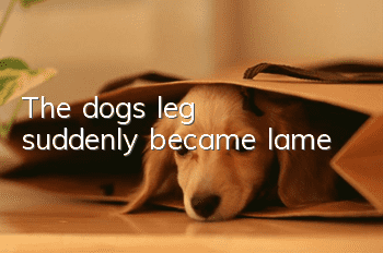 The dog's leg suddenly became lame