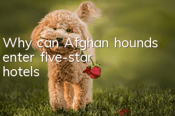 Why can Afghan hounds enter five-star hotels?