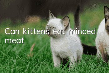 Can kittens eat minced meat?