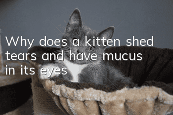Why does a kitten shed tears and have mucus in its eyes?
