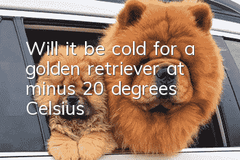 Will it be cold for a golden retriever at minus 20 degrees Celsius?