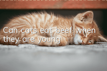 Can cats eat beef when they are young?
