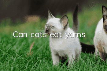 Can cats eat yams?