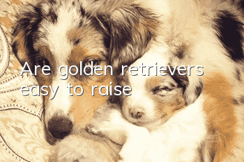 Are golden retrievers easy to raise?