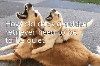 How old does a golden retriever need to be to be quiet?