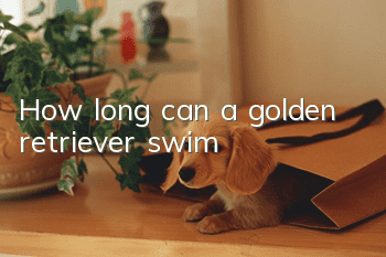 How long can a golden retriever swim?