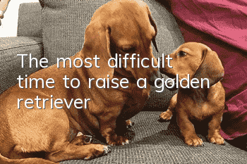 The most difficult time to raise a golden retriever
