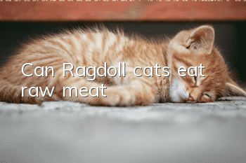 Can Ragdoll cats eat raw meat?